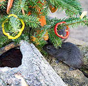 Weihnachtsfreude 2020: Wildmeerschweinchen in Hellabrunn ©Fotos: Tierpark Hellabrunn / Marc Müller